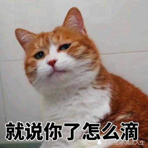 搞笑金句集锦,想不笑都不行