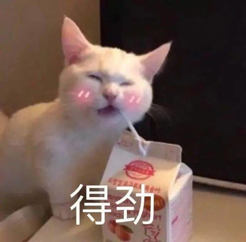沙雕搞笑猫猫表情包