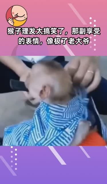 猴子理发太搞笑了,那副享受的表情,像极了老大爷