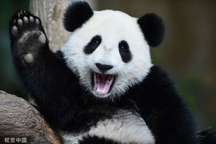 搞笑熊猫表情包开心一刻