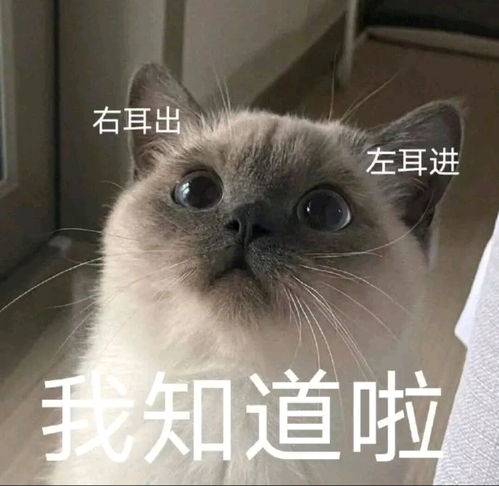 群友的奇妙表情包28