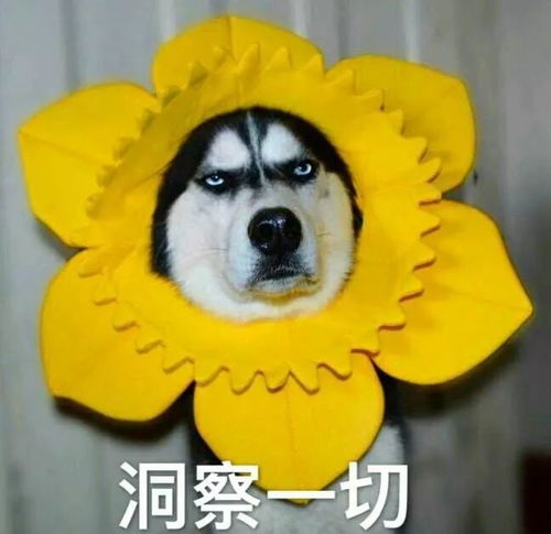 哈士奇图片搞笑表情头像