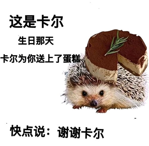 搞笑小表情小刺猬