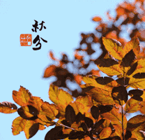 搞笑动态微信表情包天来