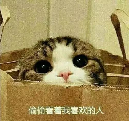 有一种改变,叫做我养猫了,奶爸女汉子随机切换