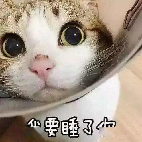 猫猫表情包大合集,一整周都不用打字啦