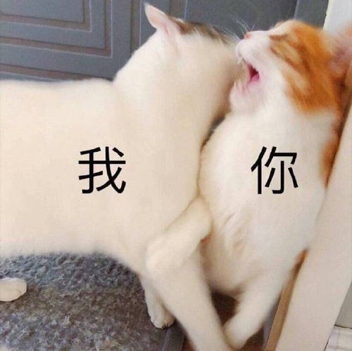 萌宠表情包我不想看到你