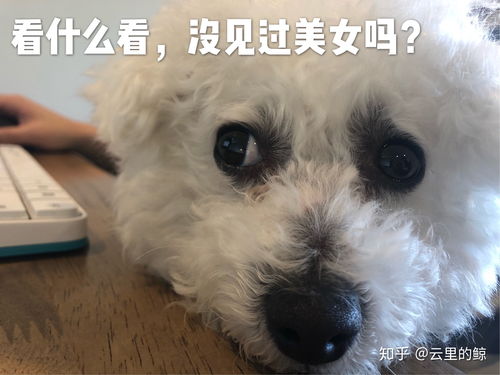 超级无敌可爱狗子表情包