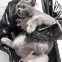 两只小猫伴侣头像