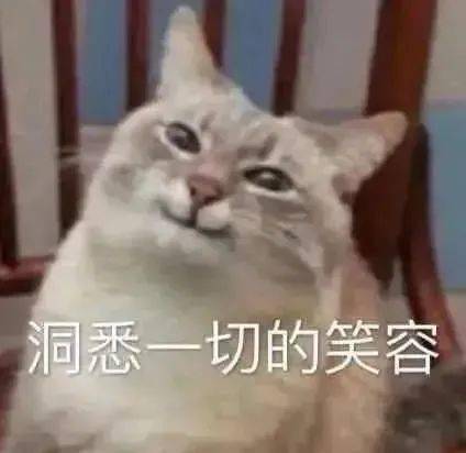每周猫咪沙雕表情包速存