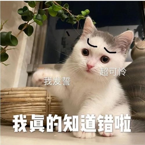 老公生气怎么办表情包第三弹