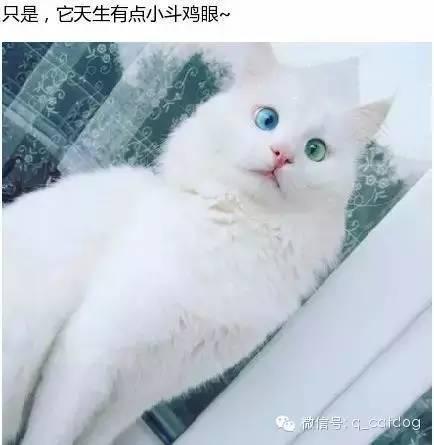 一直超级漂亮的猫咪,眼睛真是比宝石还要美