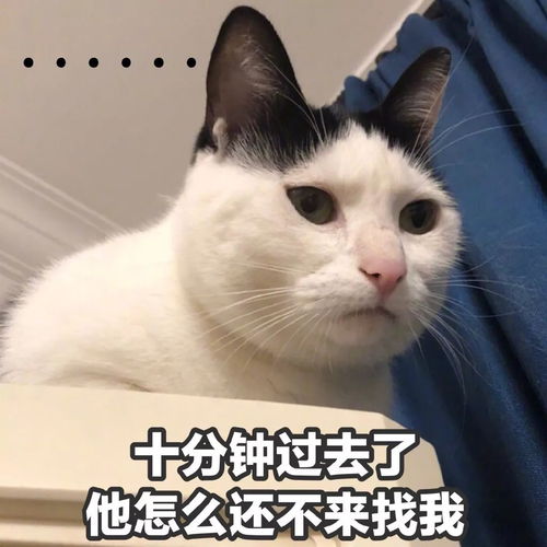 好奇猫咪是怎么过520的为此,我们采访了68只猫和4只狗