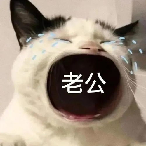 猫咪张大嘴哭表情包全集