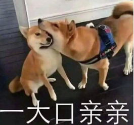 4张最潮污污表情包,让女生瞬间红了脸,分分钟脱单