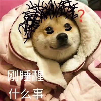 狗狗微信表情包搞笑最新沙雕狗狗表情包大全