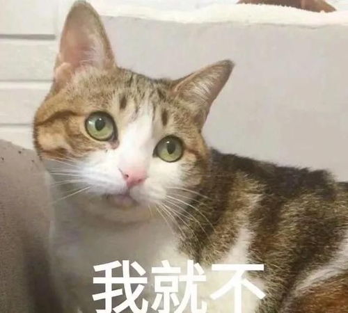 表情包动图沙雕搞笑家猫