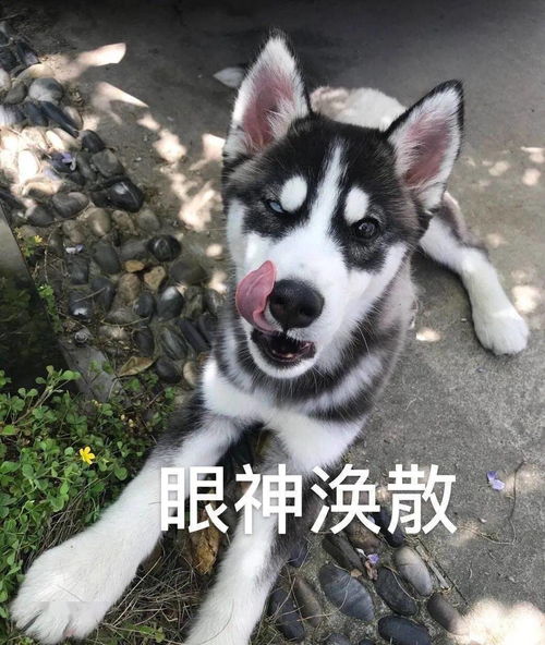 哈士奇最新二哈头像表情包六月,请对我好一点