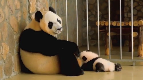 自从养了孩子,熊猫妈妈就一副生无可恋的表情,镜头记录搞笑全过程