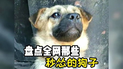 盘点那些狗子秒怂的搞笑场面,摆最狠的表情,做最怂的狗子