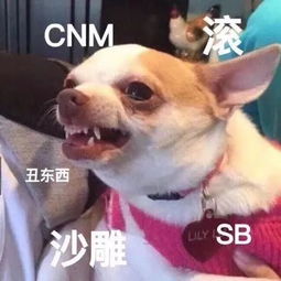 表情包丨祝你们幸福,我的爱情也在路上啦