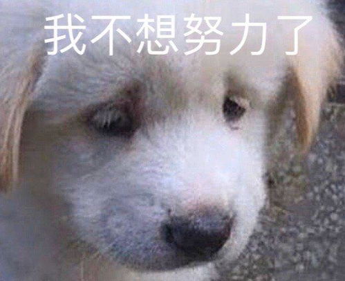 搞笑gif你们老实交待,到底是谁把家祸害成这样