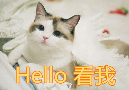 猫咪呆萌图片超可爱猫咪表情包
