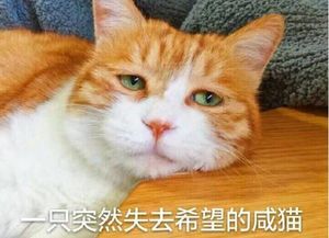 开心一刻媳妇出差了,我微信发动态黄脸婆走了五分钟后