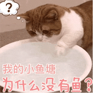 猫咪动图表情包