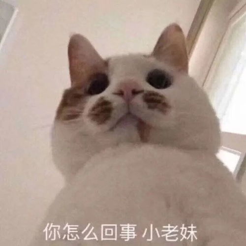 猫图第二波表情包自取