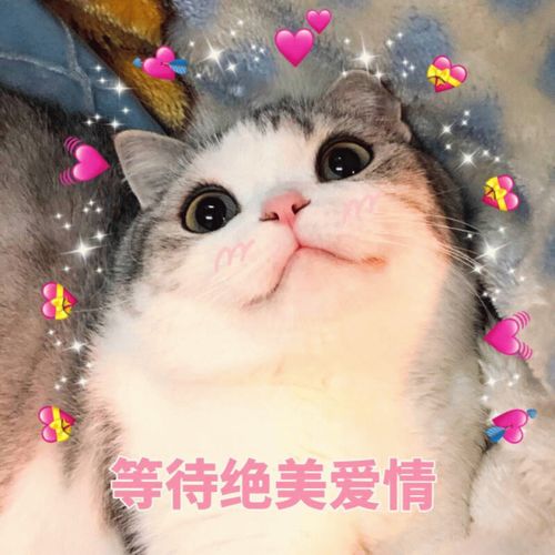 表情包猫猫表情委屈到自闭