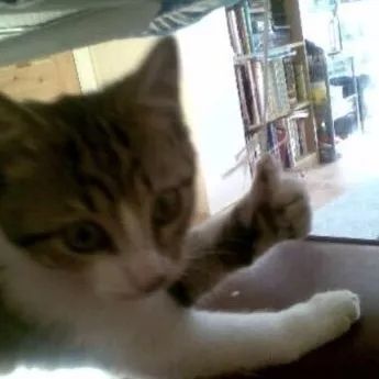 性感猫咪,在线点赞