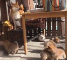 在表情包这场战争中,戏精柴犬完胜二哈