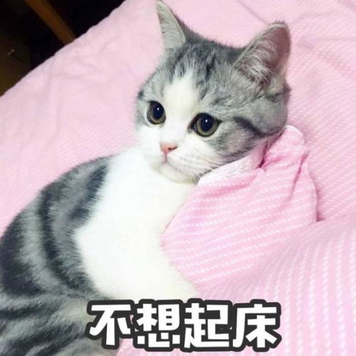 搞笑幽默的毒鸡汤段子,句句值得一笑