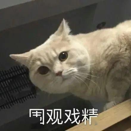 猫咪表情包做啥啥不对,天天只会睡