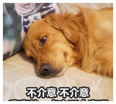 主人让狗狗看橙园,狗狗偷懒懈怠,被发现时,气得想揍一顿