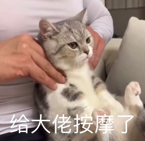 搞笑的动物表情包困意