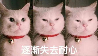 你喜欢小动物吗