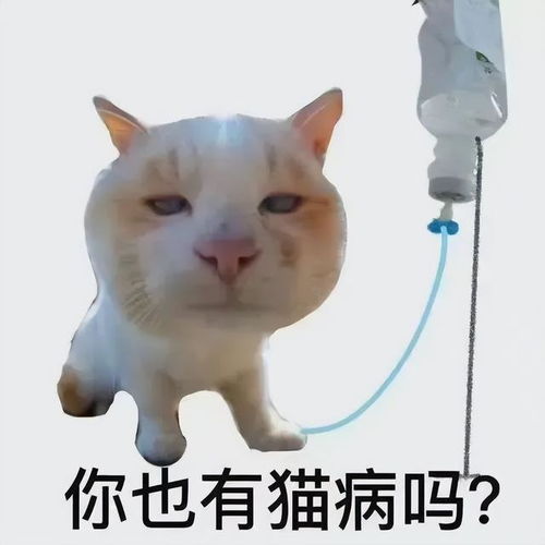 谁能拒绝丑萌又搞怪的咪咪呢