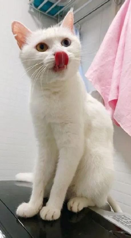 搞笑照片养猫后才发现上个厕所是真的不容易呀