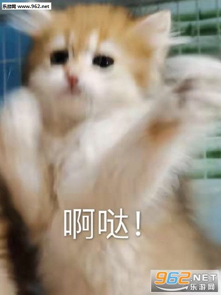 喵喵拳gif动图猫猫拳表情包下载乐游网游戏下载