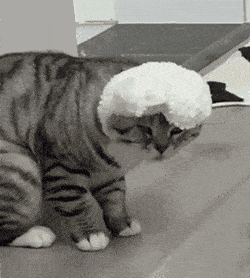 可爱猫咪动图表情包,快收好哈哈哈...