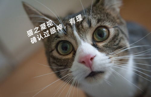 好搞笑的表情包猫咪