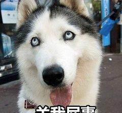 主人总是骗二哈吃柠檬,网友估计家里的沙发是保不住了