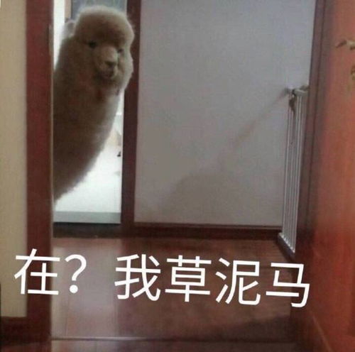 搞笑图片沙雕图片表情包文案