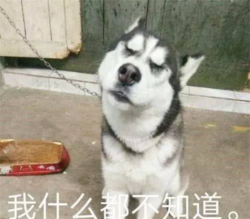 哈士奇各种搞笑的表情二哈