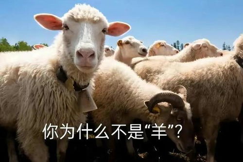 全面开放2个月后,有一个奇怪的现象,实在让人无法理解