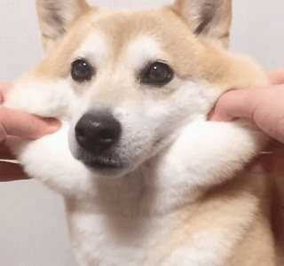 最全微信柴犬表情包大全合集,搞笑斗图贱表情包