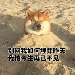 爆笑段子一年一度的盗窃大会,大家交流盗窃心得果子