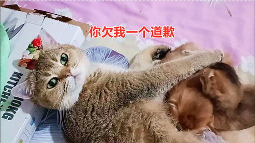 猫妈正在喂小奶猫,突然被主人吓到,它等待主人道歉的表情太好玩
